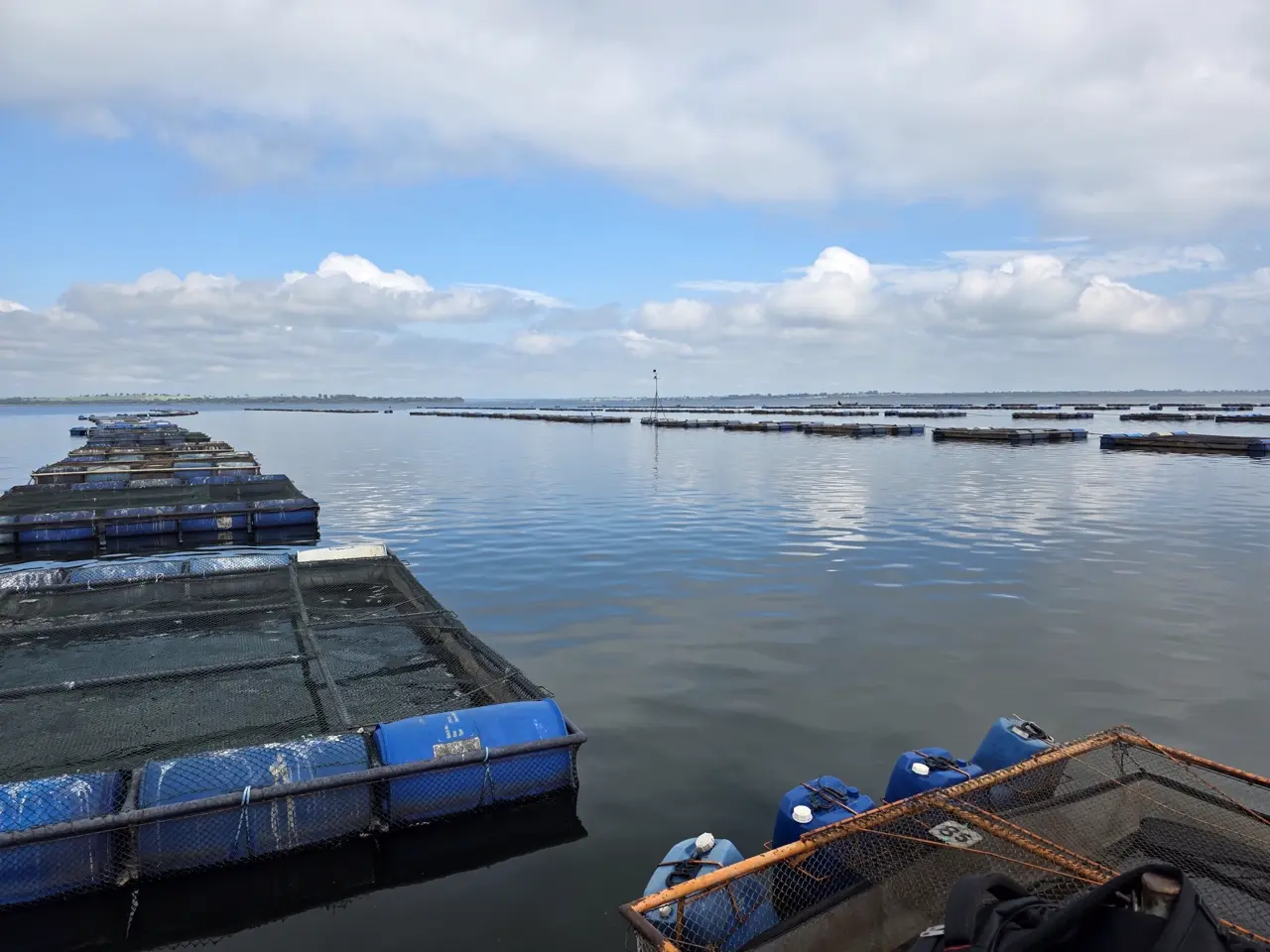Piscicultura parceira Fish Company